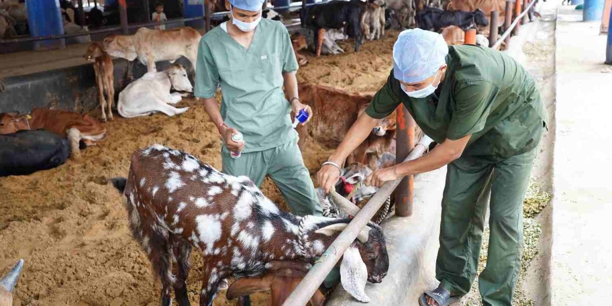 Gaushala for Cow Care, Welfare & Rescue in India