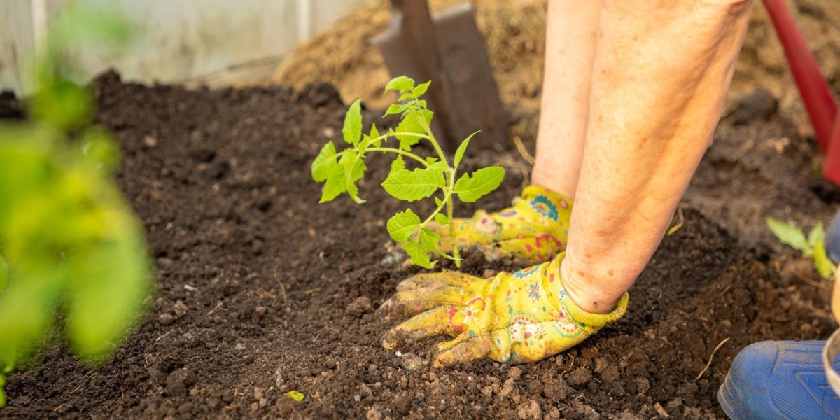 How Seasonal Garden Consultation Keeps Your Landscape Healthy